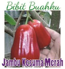 Gratis untuk komersial tidak perlu kredit bebas hak cipta. Pin Di Jual Bibit Buah 085 743 852 768