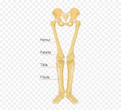 Long bones have a spongy bone on their ends but have a hollow medullary cavity in the middle of the diaphysis. File Human Bones Labeled Labeled Leg Bone Diagram Clipart Long Bones Of Lower Limb Png Free Transparent Png Images Pngaaa Com