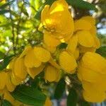 Image result for Senna macranthera