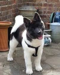 Beautiful Akita Awsome Dogs Had One Would Love To Have Another Hayvanlar Hayvanlar Alemi Ve Akita