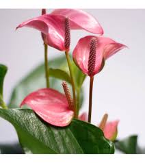 Maybe you would like to learn more about one of these? Anthurium For Indoor Vertical Garden