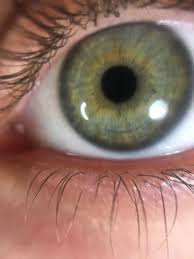 Soft Summer Eye Soft Summer Colors Soft Summer Makeup Soft Summer Color Palette