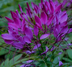 Image result for Cleome spinosa