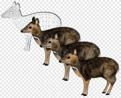 Browse the user profile and get inspired. Jackal Philippine Mouse Deer Zoo Tycoon 2 Marine Mania Giraffe Deer Mammal Animals Png Pngegg