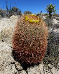 The joshua tree, for which the park is named, grows only in the higher elevation mohave desert in the western half of the park. Plant Profile California Barrel Cactus Ferocactus Cylindraceus