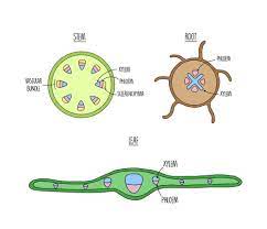 Check spelling or type a new query. Xylem And Phloem A Level The Science Hive