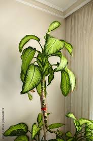Image result for dieffenbachia flower