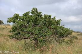 Image result for Vangueria