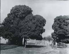 Image result for Multidentia sp. A