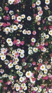 Swipe for your free downloadable wallpaper. Flowers Wallpaper Hd Spring Wallpaper Beautiful Flowers Wallpapers Flower Aesthetic