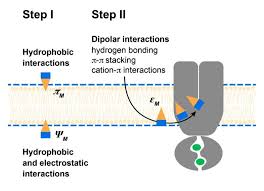 Image result for P-Glycoprotein
