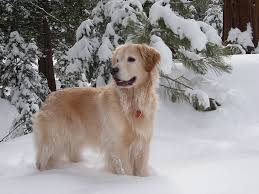 I personally run three businesses, which i am lucky i can run from home for the most part. Citrine Kennels Golden Retrievers Home Facebook