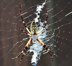 Common house spiders found in texas. Male And Female Yellow Garden Spiders In Texas Bugs In The News