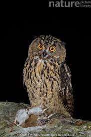 Image result for Bubo