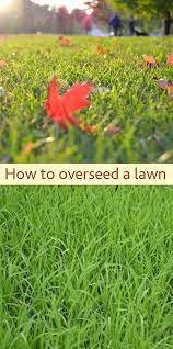 How To Overseed A Lawn Check Out These Tips On How To Overseed What Seed To Use And How To Ensure Good Germination Yard La Overseeding Reseeding Lawn Lawn