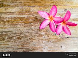 Download hd non copyrighted photos for free on unsplash. Pink Spa Flowers Copy Image Photo Free Trial Bigstock