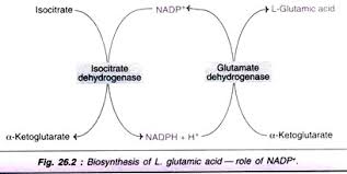 Microbial Production Of 7 Types Of Amino Acids