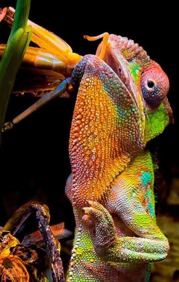 This is Oskar my panther chameleon - I love this photo