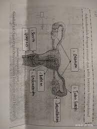 Tuliskan Fungsi Organ Reproduksi Wanita Yaitu 1 Ovarium2 Tuba Fallopi3 Infundibulum4 Rahim5 Brainly Co Id