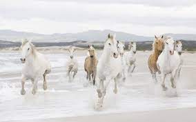 Horses Running On The Beach Horse Wallpaper Horse Mural Beautiful Horse Pictures
