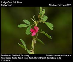 Image result for Indigofera glaucifolia