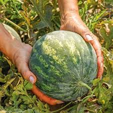 Comment Palisser Les Legumes Pour Gagner De La Place Au Potager Potager Haricot Cultiver
