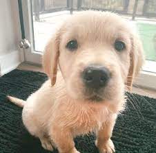 Golden retriever puppies are adorable, playful and smart. 8 Best Golden Retriever Breeders In Oregon 2021 We Love Doodles