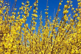 Maybe you would like to learn more about one of these? Yellow Perennial Flowers And Plants