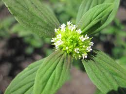 Image result for Mitracarpus