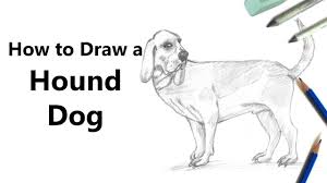 Add circles for the irises and pupils.mouth: How To Draw A Hound Dog With Pencils Time Lapse Youtube