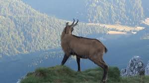 Capra neagra,referat clima, fauna si vegetatia romaniei,geografia romaniei,relieful si apele romaniei,regionarea climatica a romaniei,tipuri climatice de pe glo. Capra Neagra Youtube