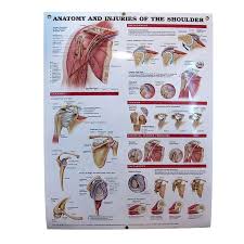 The rotator cuff andwhere the. Anatomy Injuries Of The Shoulder Anatomical Chart Orthocanada