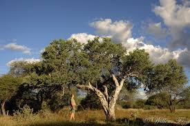 Image result for Boscia albitrunca