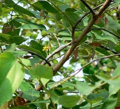 Image result for Grewia arborea
