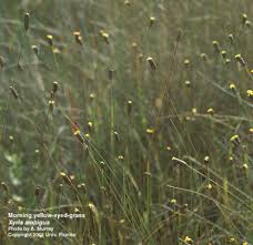 Image result for Xyris parvula