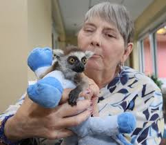 Ring-tailed lemur at Harbor House at Ocala