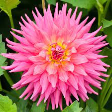 Dahlia Oakwood Fire Alan Buckingham Dahlia Beautiful Flowers Beauty Gardens