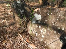 Image result for Trochomeria