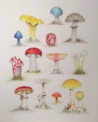 Roses, lavender, daisy, diffodil, tulip, orchid, pansies and more! Pin Auf Mushrooms Of A Sort