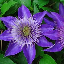 Buy clematis vine online at bestseedsonline.com. Multi Blue Clematis Plants For Sale Free Shipping