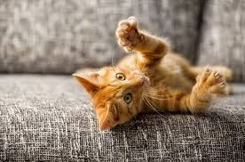Name for female orange tabby cat? 250 Outstanding Orange Cat Names Perfect For Your Ginger Kitty