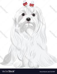 Maltese Dog Vector Image On Vectorstock Maltese Breed Dog Drawing Maltese Dogs