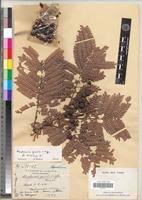 Image result for Macphersonia