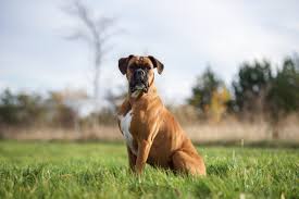 Find boxer puppies for sale near me. Boxer Dog Breeds Breed Information Mad Paws