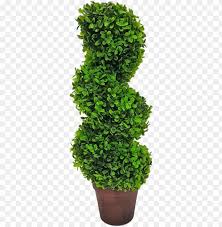 If your looking for a spiral topiary for the front of your home or to decorate your interior, our topiary trees are meant to look realistic and give your guests the illusion. Topiary Tree Spiral Tree Png Image With Transparent Background Toppng