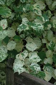 Image result for Fallopia