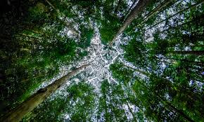 Pokok ini dijumpai di kompartment 5, hutan simpan pasir raja, dungun terengganu. Institut Penyelidikan Perhutanan Malaysia Frim Portal Rasmi Majlis Perbandaran Selayang Mps
