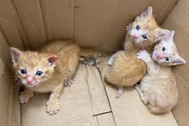 Lecac.ch comité d'animation du châtel. Nordrhein Westfalen 3 Katzen Babys Herzlos Im Mull Entsorgt