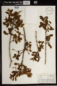Image result for Combretum acutifolium