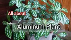 Check spelling or type a new query. Pilea Cadierei Aluminum Plant Care Tips Youtube